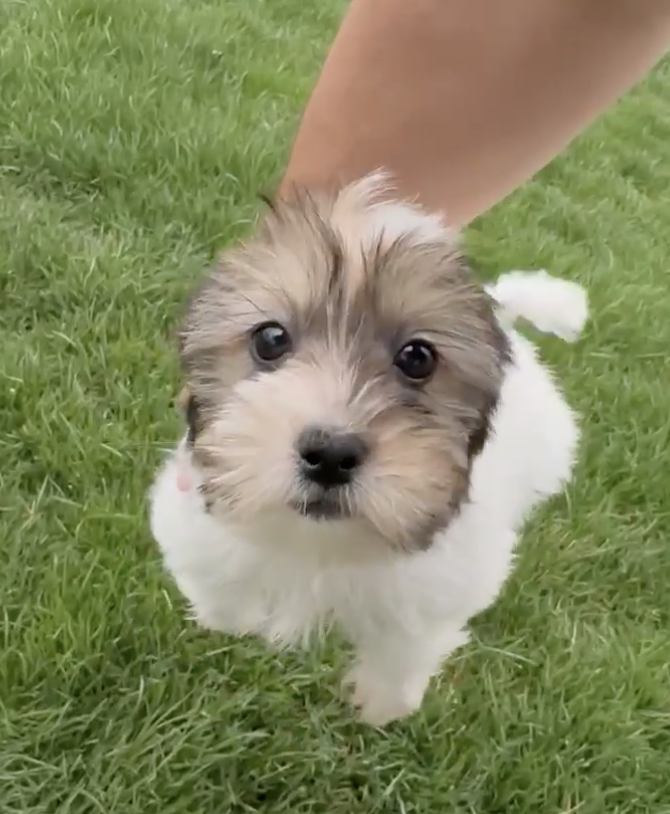 tricolor shorkie puppy being held up by a person